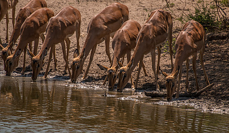 Impalas 