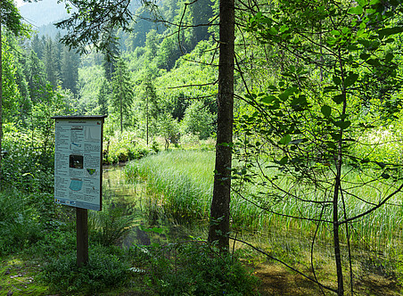 Foto einer Informationstafel mit Schildern im Wald daneben, Feuchtgebiet umgeben von hohen Gräsern und Bäumen, Teich durch einige Teile des Sumpfes sichtbar, Weitwinkelaufnahme, Sommerzeit, sonniger Tag ©Uni Graz/Vilgut