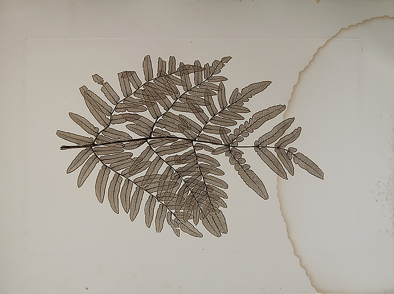 Physiotypia Planarum Austriacarum