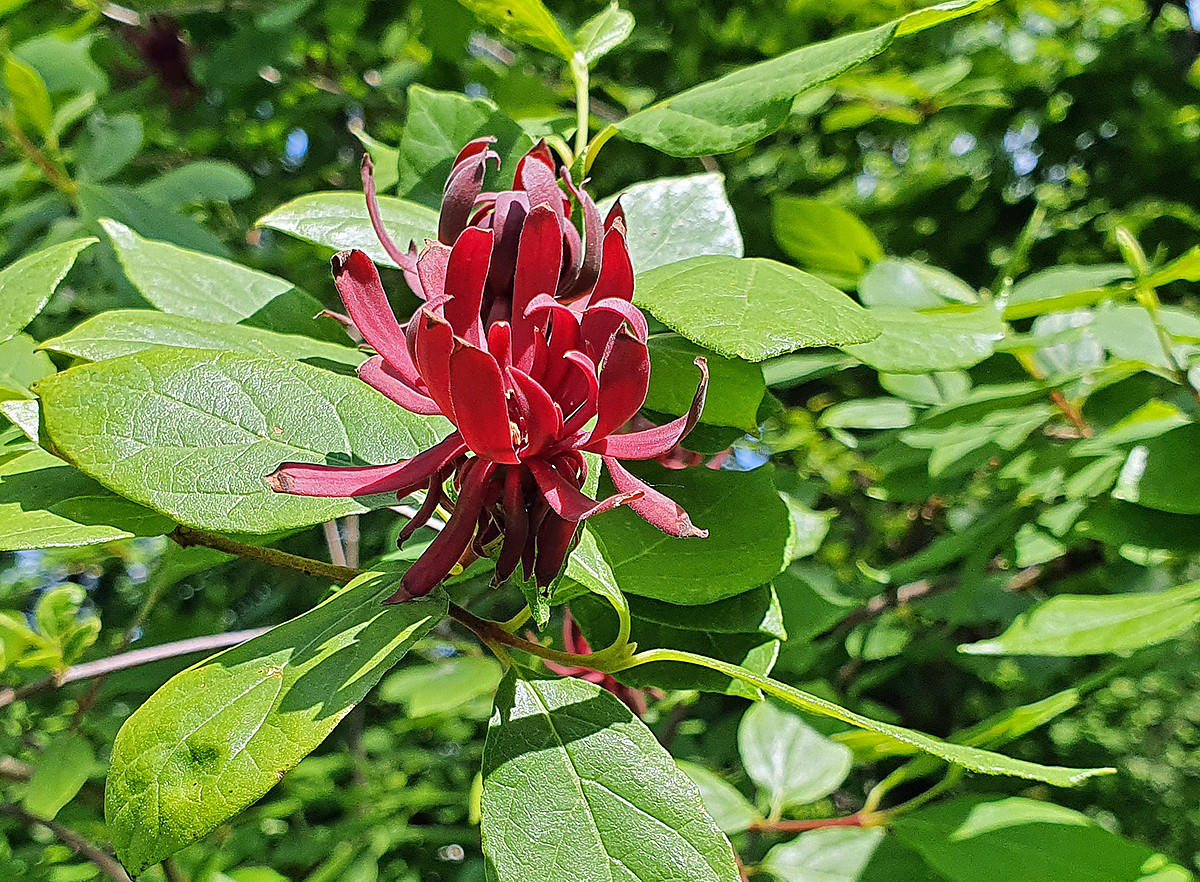 Calycanthus UG 
