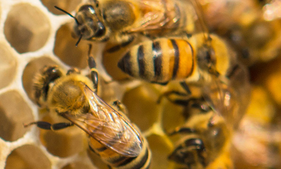 Den Bienen machen Infektionen und Pflanzenschutzmittel zu schaffen. Die Kombination der beiden erhöht die Sterblichkeit massiv. Foto: istock/rawinphoto