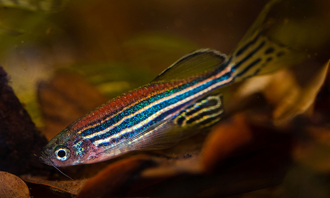 Der Zebrafisch ist ein wichtiges Modelltier für die pharmazeutische und medizinische Forschung. Bernat Corominas-Murtra entschlüsselte eine plötzliche Gewebsveränderung im Embryonalwachstum. Foto: Pixabay