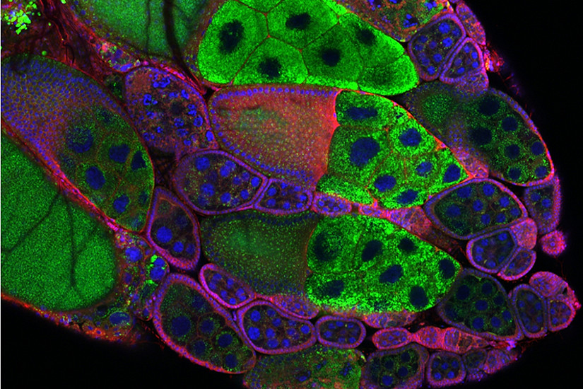 Das Bild zeigt die Ovarien einer Fruchtfliege mit Follikeln in unterschiedlichen Stadien. Haben die Follikel eine bestimmte Größe erreicht, bilden sie kleine Fetttröpfchen (grün markiert), die in die Eizelle transportiert werden. Foto: C.Heier und S.Trstenjak. 