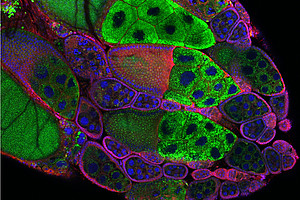 Das Bild zeigt die Ovarien einer Fruchtfliege mit Follikeln in unterschiedlichen Stadien. Haben die Follikel eine bestimmte Größe erreicht, bilden sie kleine Fetttröpfchen (grün markiert), die in die Eizelle transportiert werden. Foto: C.Heier und S.Trstenjak. 
