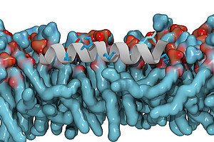 Computersimulation einer amphipathischen Helix in einer Modellmembran bestehend aus Phosphatidsäure und Phosphatidylcholin. Positiv geladene Aminosäure-Seitenketten sind blau, negativ geladene Aminosäure-Seitenketten rot dargestellt. Grafik: Max-Planck Institut Frankfurt, Michael Gecht. 
