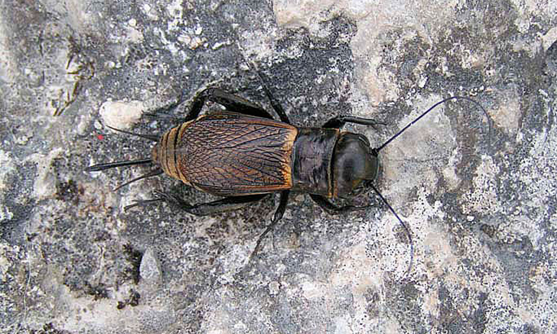 Grillen-Weibchen lieben lange Gesänge. Foto: Eric Steinert/Wikipedia