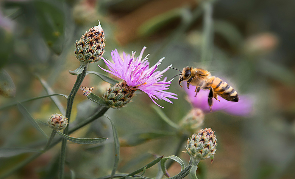 Biene im Flug, vor einer Flockenblume