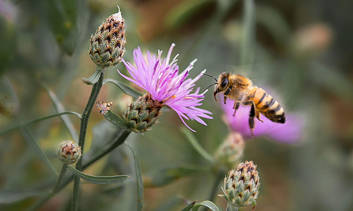 Bee in flight, near a knapweed flower