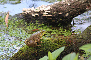 Frosch sitzt auf Ast im Teich. Foto: Pixabay