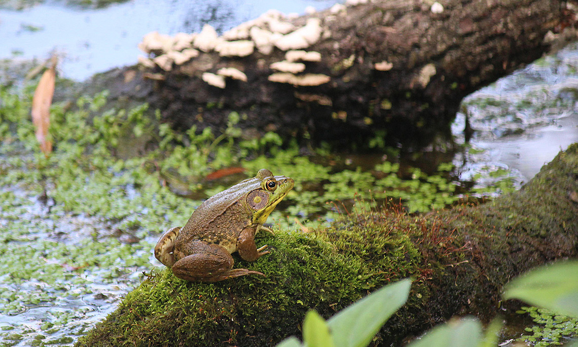 Frosch sitzt auf Ast im Teich. Foto: Pixabay