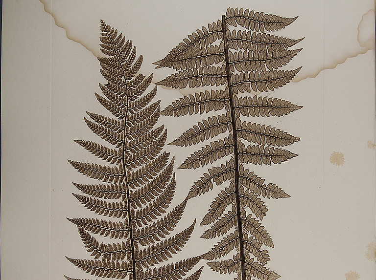 Physiotypia Planarum Austriacarum