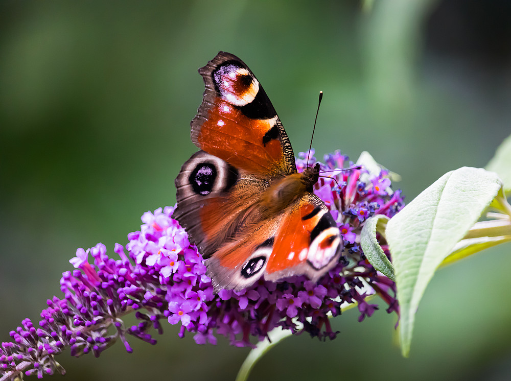 Bunter Schmetterling auf Pflanze ©AMK - stock.adobe.com