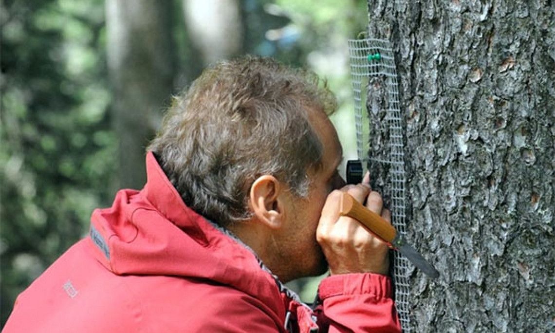 Projektleiter Juri Nascimbene untersucht Flechten auf einem Baum. Helmut Mayerhofer vom Institut für Pflanzenwissenschaften der Uni Graz arbeitet ebenfalls an dem Forschungsvorhaben mit.