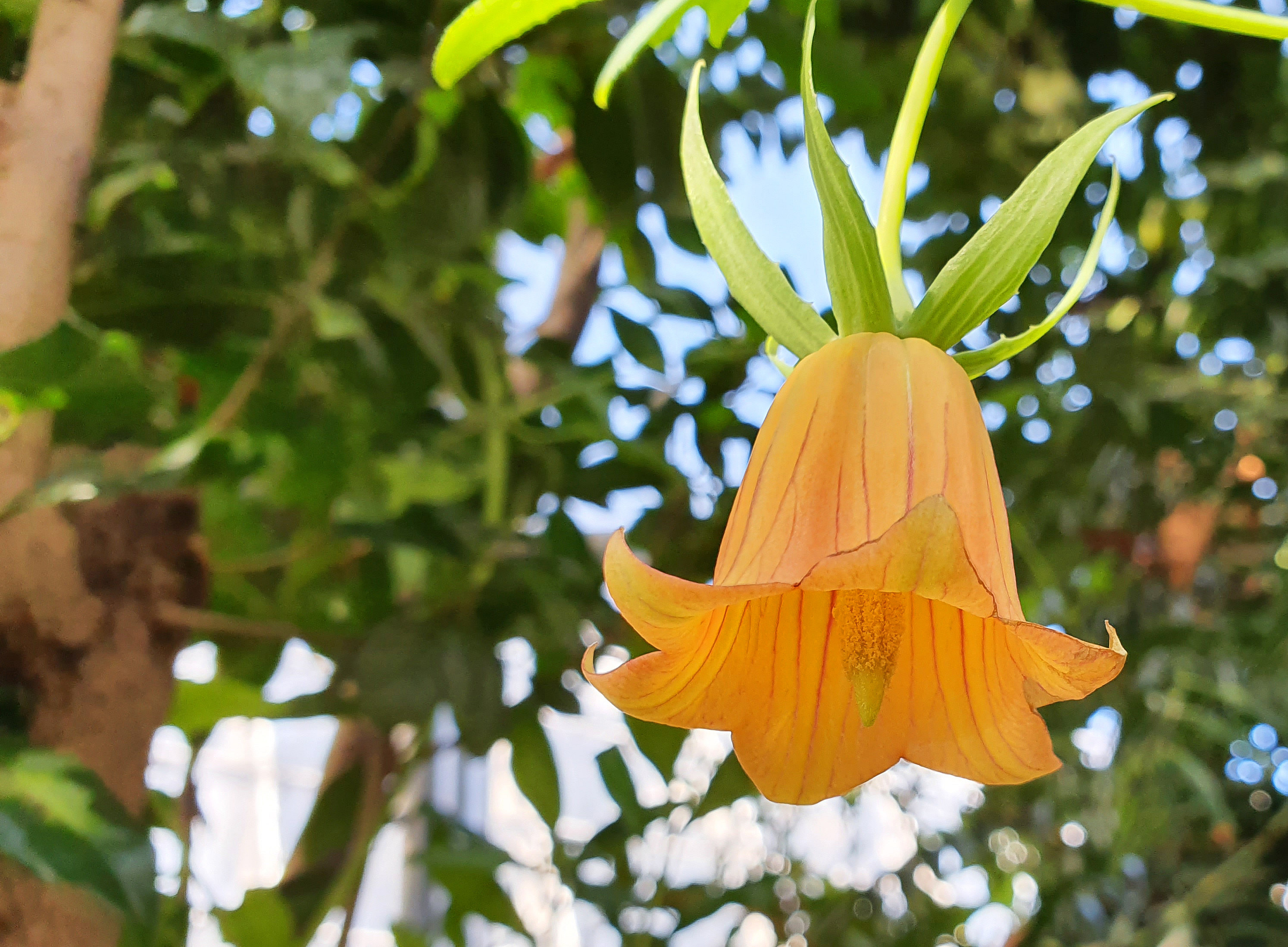 Canarina 