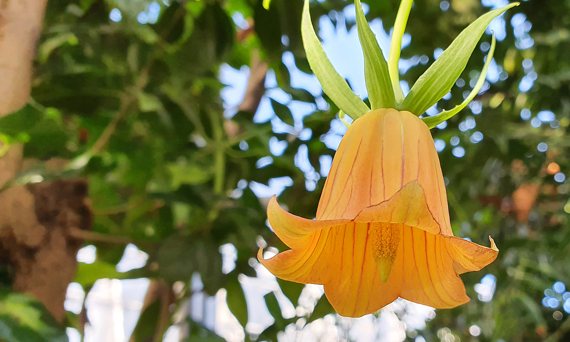 Canarina