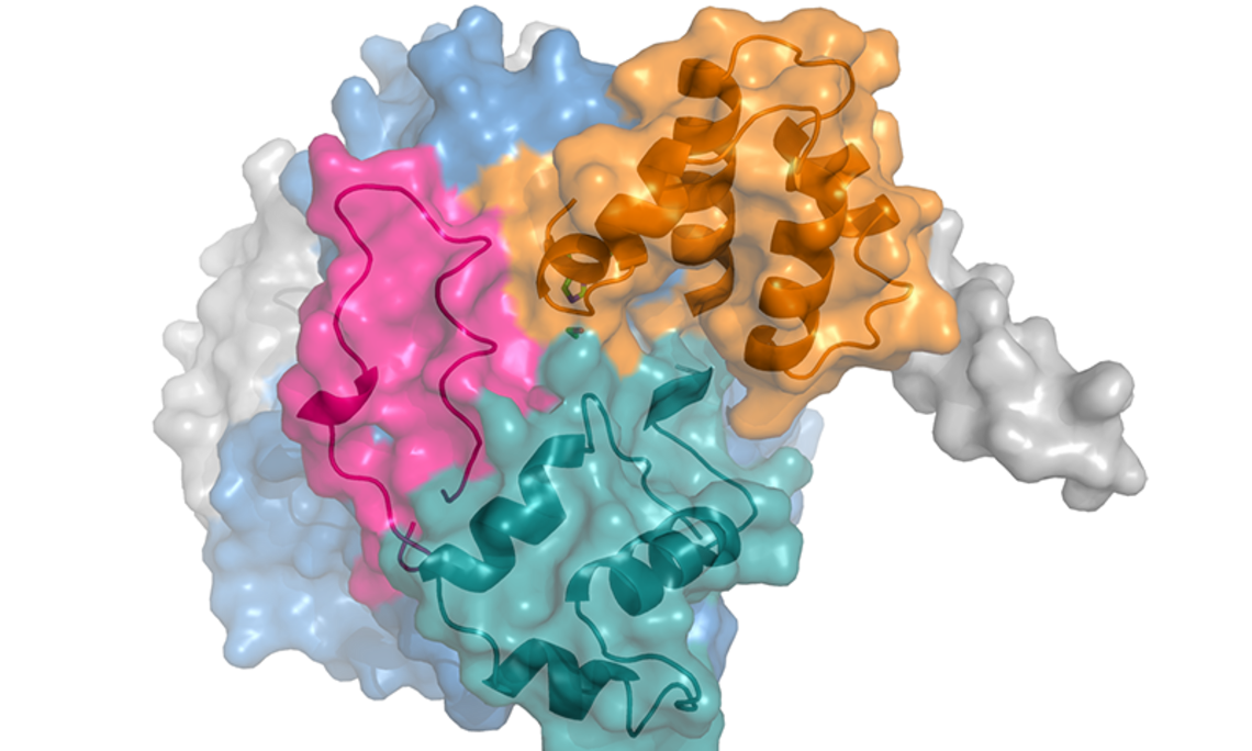3D Struktur der Carboxylesterase 2c in Oberflächendarstellung. Regulatorische Bereiche sind zusätzlich als Cartoons in unterschiedlichen Farben dargestellt. Diese ermöglichen den Zugang zum Reaktionszentrum (grüne Stäbchendarstellung). Bild: Helgit Eisner. 