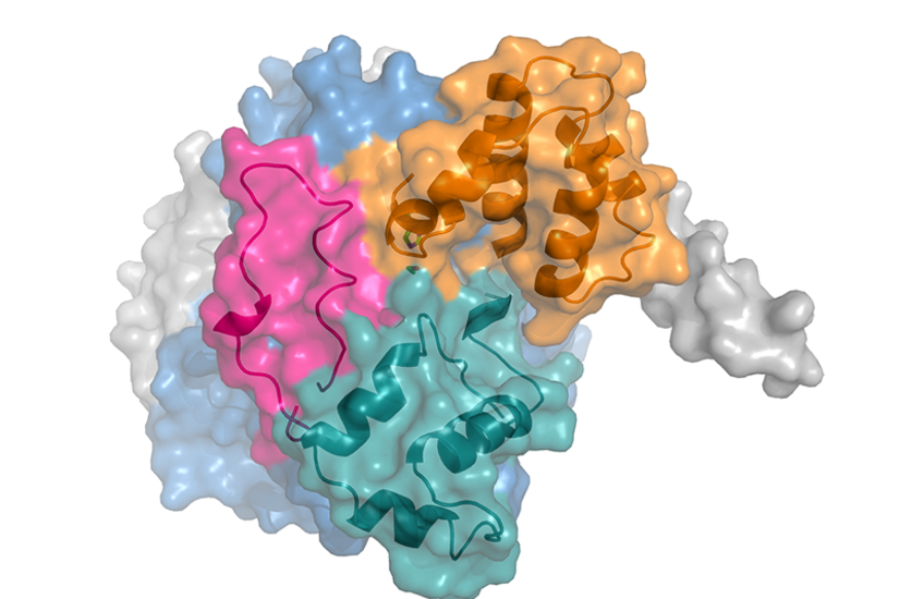 3D Struktur der Carboxylesterase 2c in Oberflächendarstellung. Regulatorische Bereiche sind zusätzlich als Cartoons in unterschiedlichen Farben dargestellt. Diese ermöglichen den Zugang zum Reaktionszentrum (grüne Stäbchendarstellung). Bild: Helgit Eisner. 
