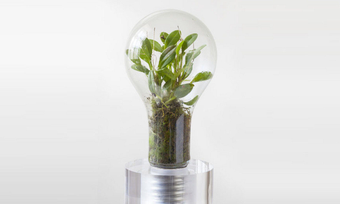 Light bulb in which a green plant grows - subject of the Sustainability Award 2024