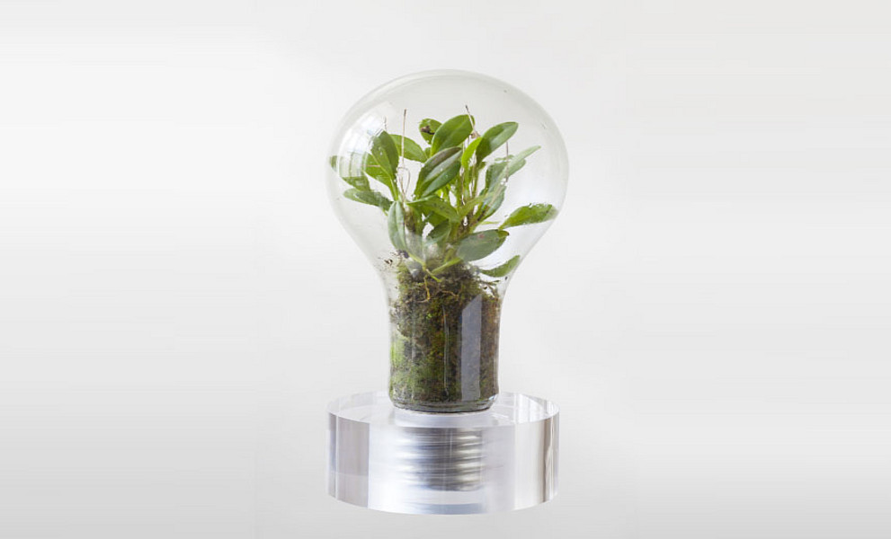 Glühbirne, in der ein grünes Pflänzchen wächst - Sujet des Sustainability Award 2024