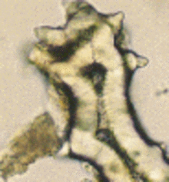 Theae Institut für Pharmazeutische Wissenschaften