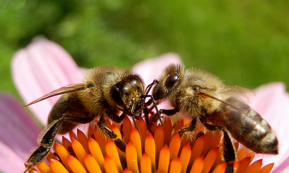Wo Bienen die beste Nahrung finden und was sie gesund hält, erfährt man am 22. und 23. April an der Uni Graz. Foto: M. Großmann/pixelio.de