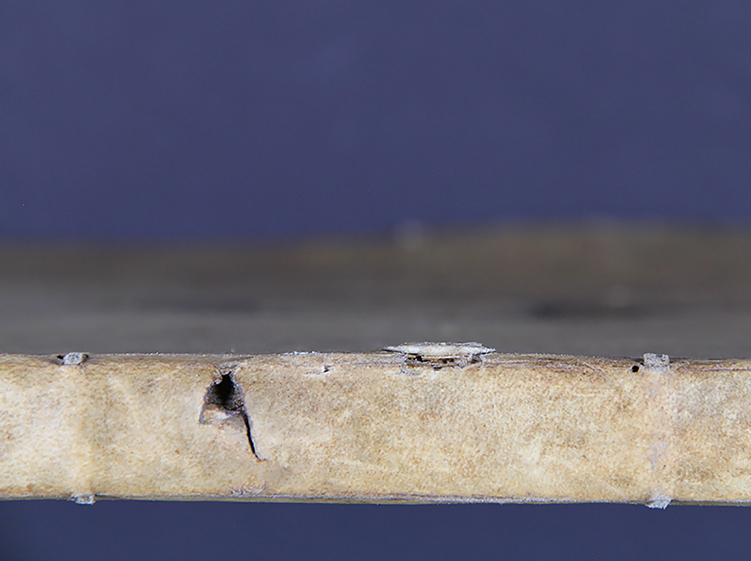 Arbores genealogicae ©Uni Graz/Restaurierung