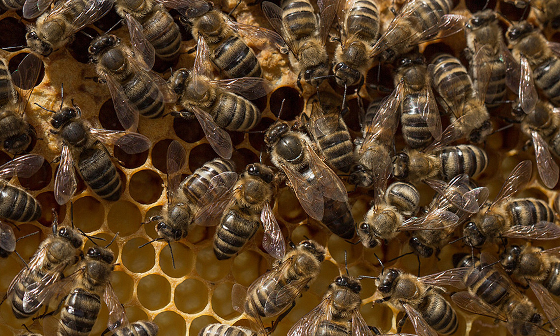 Bienen sind imstande, sich selbst vor Krankheiten zu schützen. Foto: pixabay.com