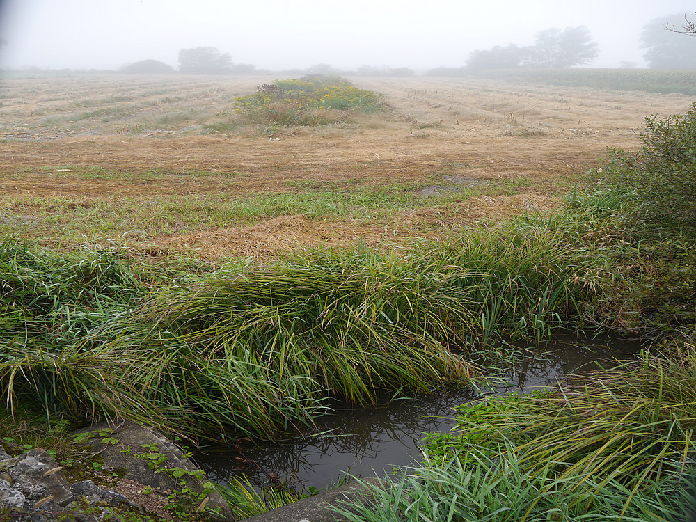 Wasser in landwirtschaftlich genutztem Gebiet (Ljubljansko Barje, Slowenien) ©Steffen Birk / Universität Graz