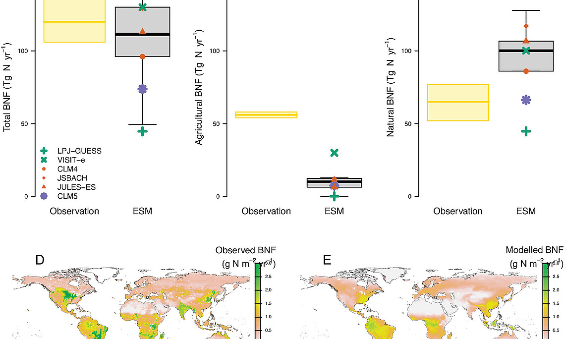 Comparison between empirical and modeled present-day terrestrial BNF. (A) Total, (B) agricultural, and (C) natural global BNF from a new empirical BNF synthesis (26) and ESMs (averaged over 1995 to 2014). 