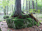 Tree on rock 