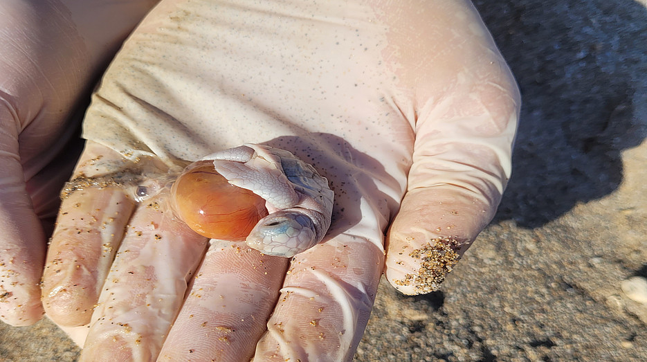 Schildkrötenfötus ©Global Diary | Wiesauer