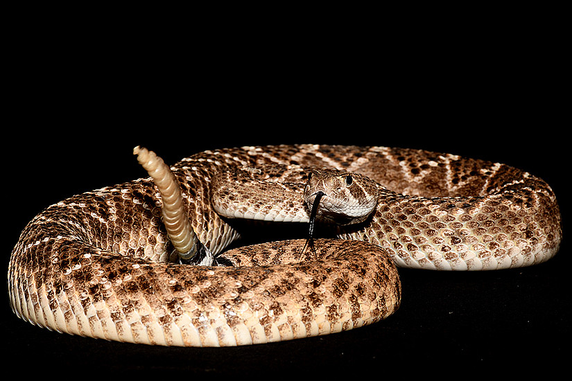 The warning signal of rattlesnakes has been deciphered by biologists at the University of Graz. Photo: Uni Graz