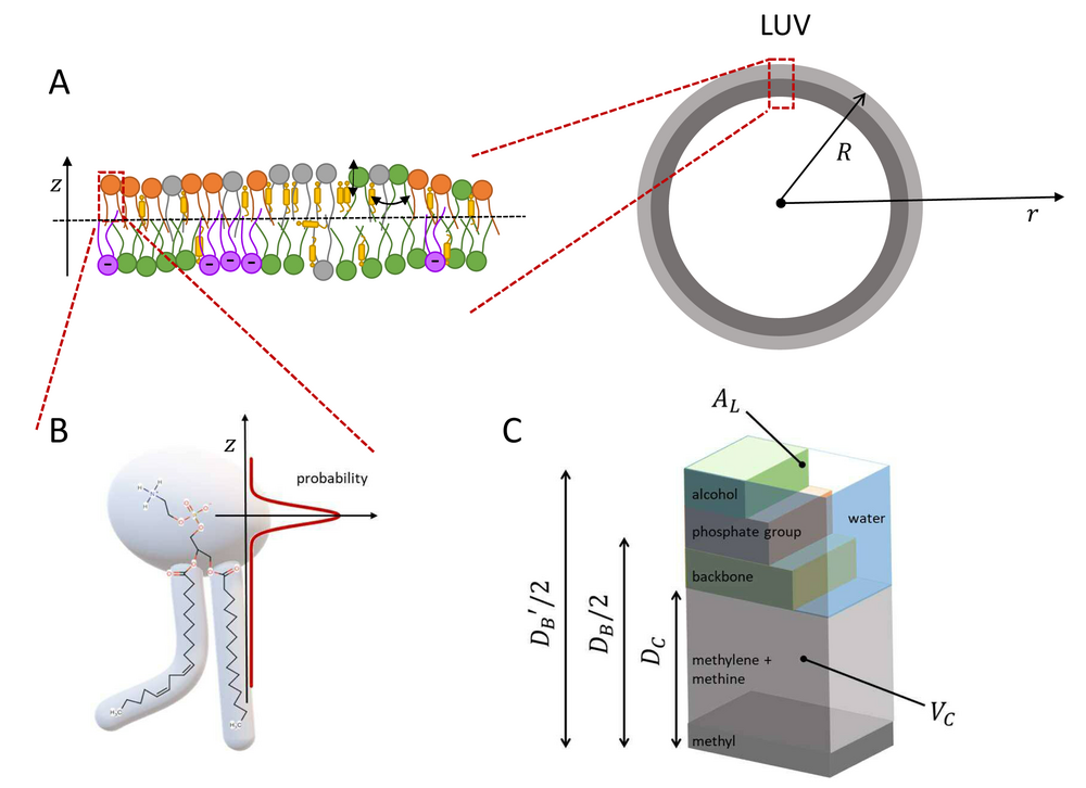Bild der Membranstruktur ©CC-BY-NC-ND