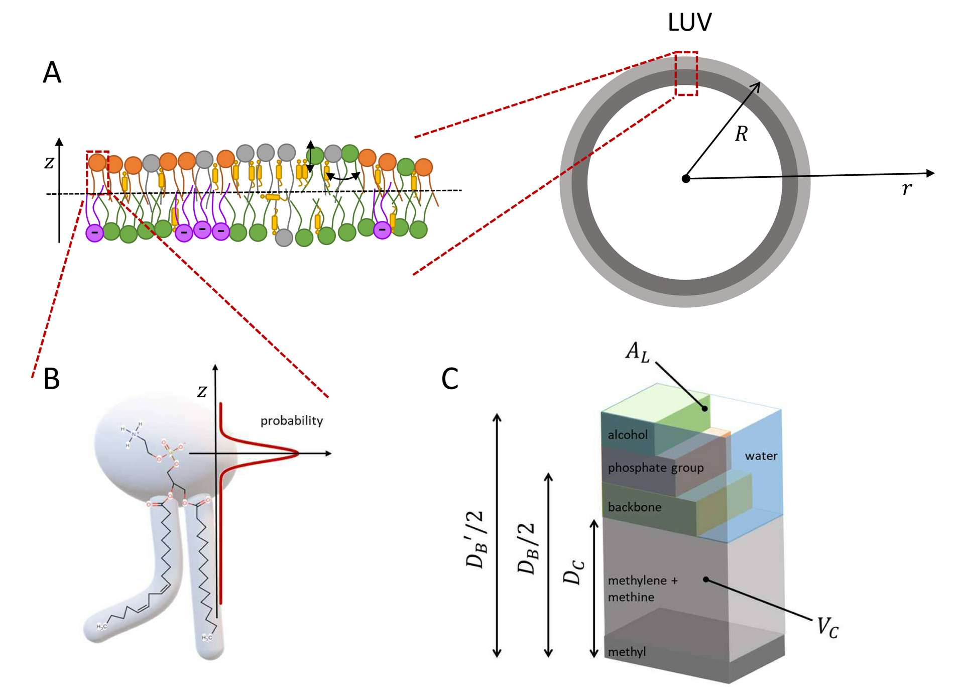 Membranstruktur ©CC-BY-NC-ND
