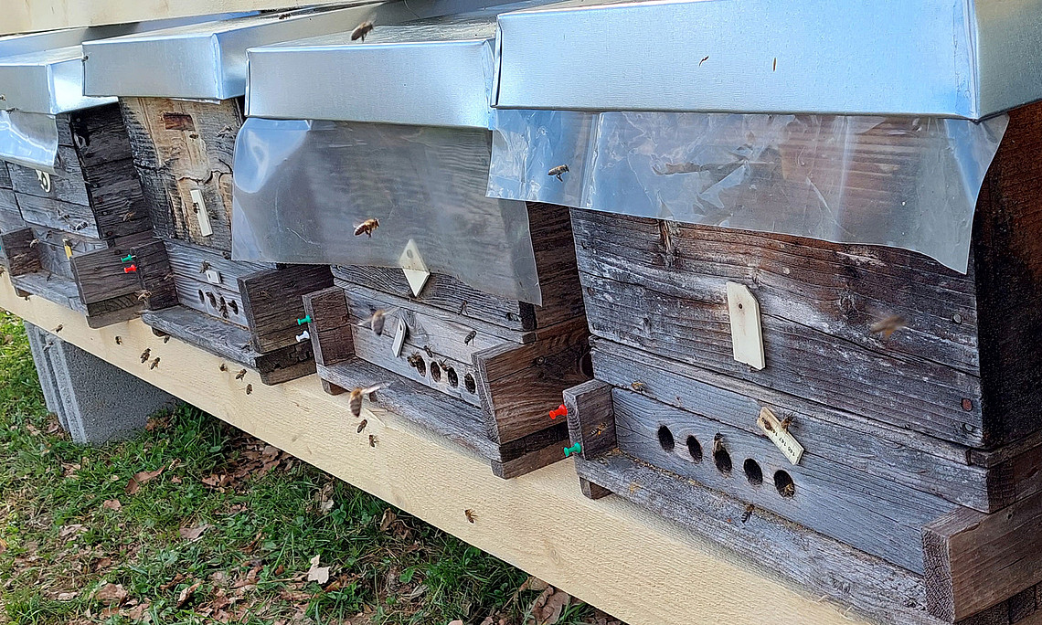 drei Bienenstöcke, bei denen Honigbienen aus- und einfliegen