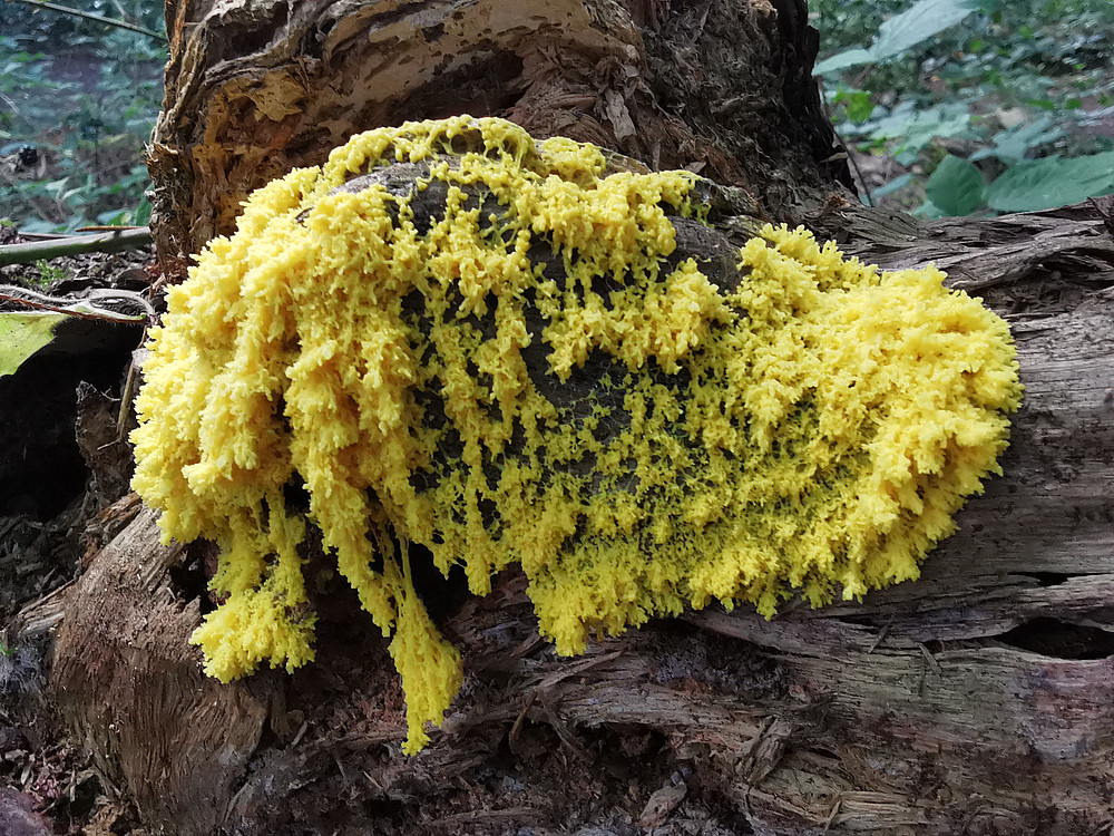 Slime Mold ©Martin Grube