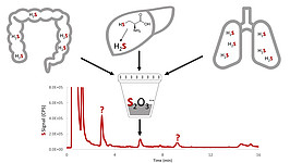 schematic presentation of a chromatogram with the derivated thiosulfate labelled