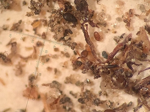 Blick durchs Binokular ©unigraz/michaela_kerschbaumer