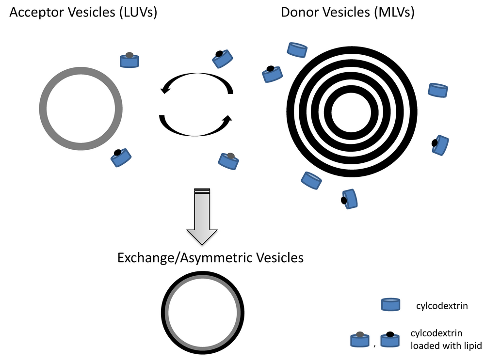 Schematische Darstellung der Herstellung asymmetrischer Membranen. ©Georg Pabst