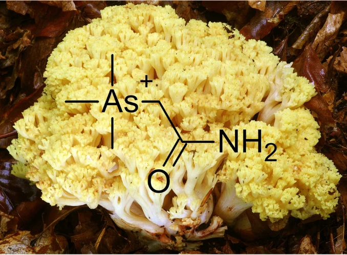 Photo of mushroom and the structure of the identified As-compound ©Martin Walenta - graphical abstract from Springer publication