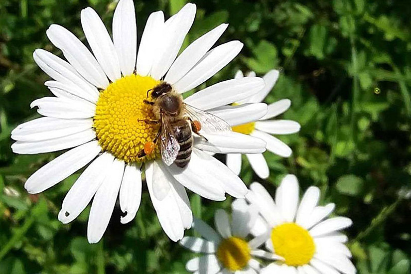 Die Honigbiene in Österreich hat den vergangenen Winter gut überstanden: Nur knapp neun Prozent der Völker verendeten. Dennoch stehen die Bienen weiterhin unter Stress. Foto: Uni Graz/Brodschneider