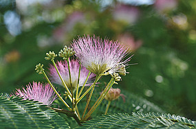 Die Blüte des chinesischen Seidenbaums. Foto: pixabay 