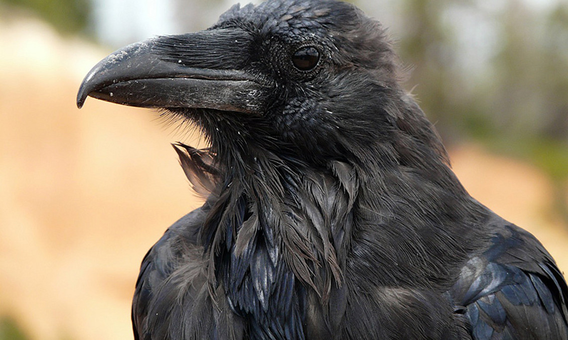 Die sozialen Beziehungen von Raben erklärt ein öffentlicher Vortrag im Zuge der Jahrestagung der Deutschen Zoologischen Gesellschaft. Foto: pixabay