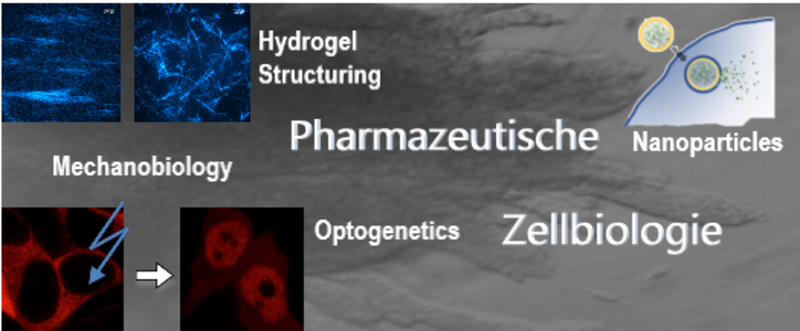 Pharmazeutische Zellbiologie - Institut Für Pharmazeutische Wissenschaften