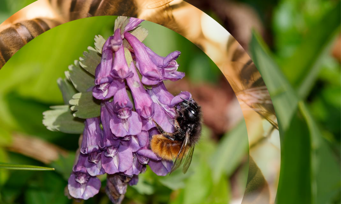 Die Mauerbiene wird als erfolgreiche Bestäuberin in Obstgärten sehr geschätzt. Foto: Martin Magnes