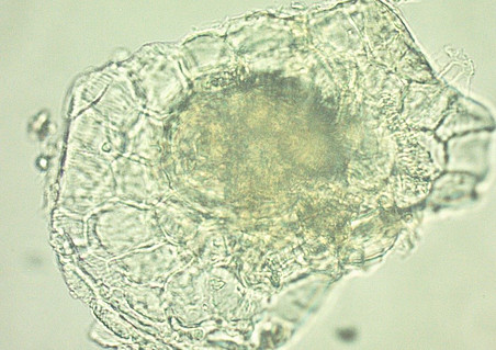 herba cannabis ©Uni Graz - Franz Bucar