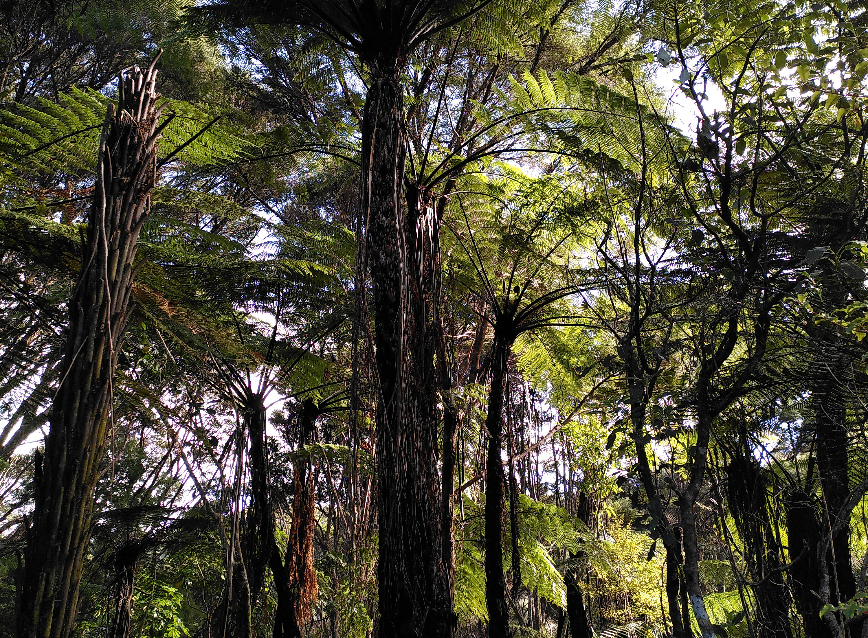 Forest restoration in Aotearoa New Zealand 