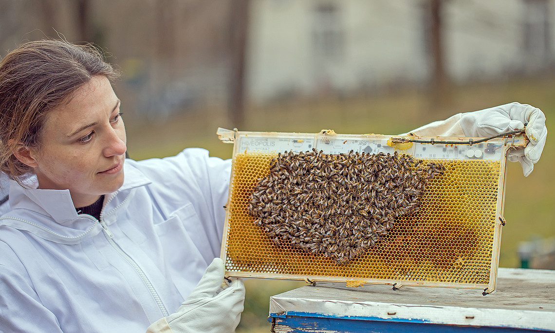 Female bee researcher from the University of Graz shows robot honeycomb with bees on it.