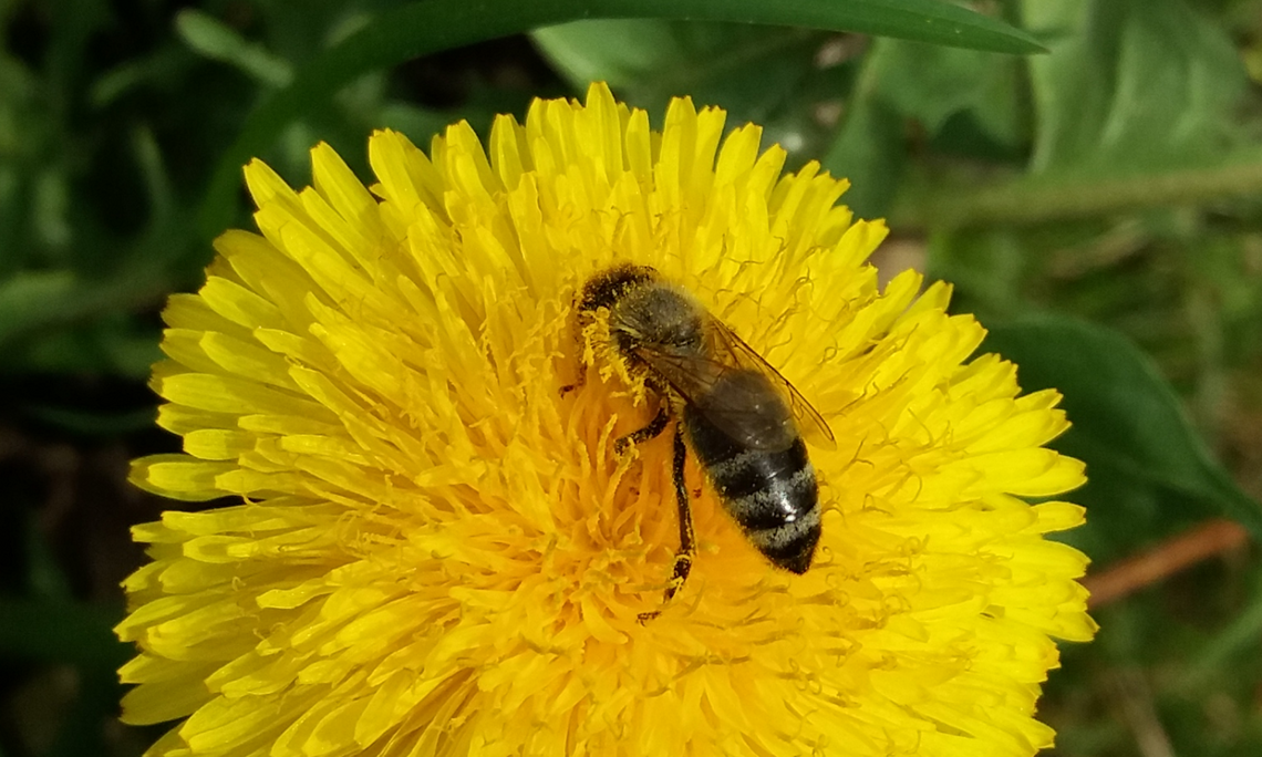 Die österreichischen Honigbienen sind vergleichsweise gut über den vergangenen Winter gekommen. Foto: Uni Graz/Brodschneider