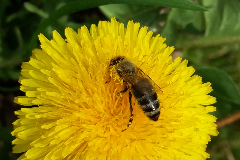 Die österreichischen Honigbienen sind vergleichsweise gut über den vergangenen Winter gekommen. Foto: Uni Graz/Brodschneider